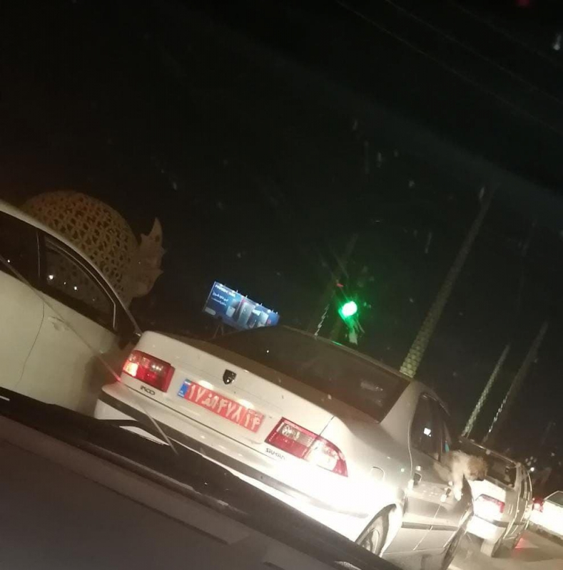 سگ گردانی  مسئول دولتی